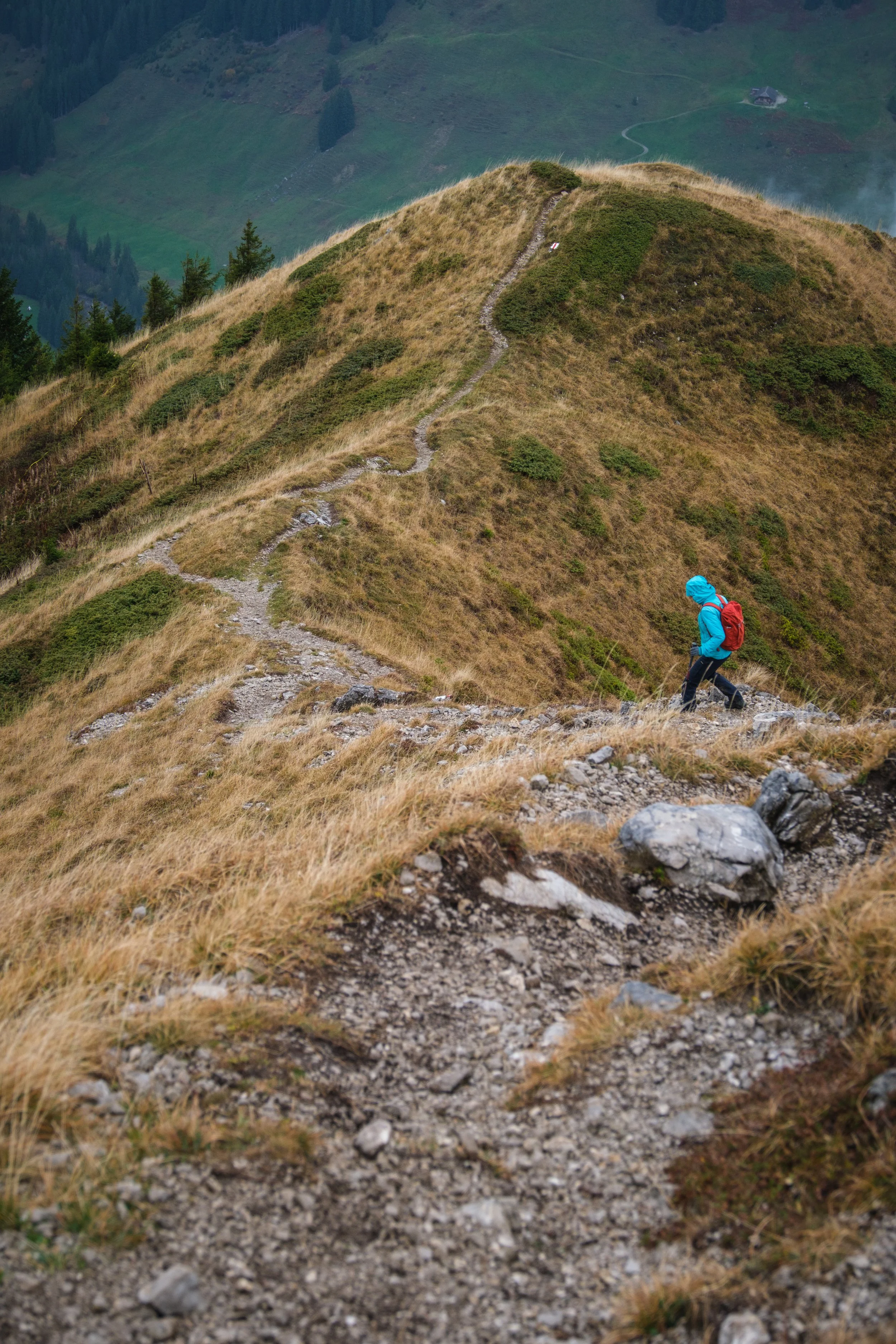 Ein Bergwanderer mit blauer Jacke und rotem Rucksack steigt einen schmalen, gewundenen Wanderweg auf einem bewaldeten, grasbewachsenen Hügel hinauf.